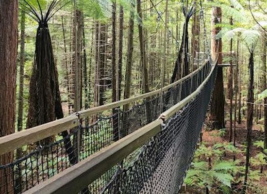 new-zealand/rotorua/attraction/redwoods-whakarewarewa-forest