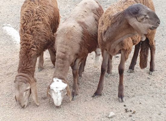saudi-arabia/al-ula/attraction/alula-on-wheels