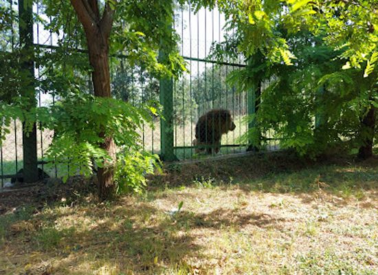 romania/galati/attraction/gradina-zoologica-padurea-garboavele