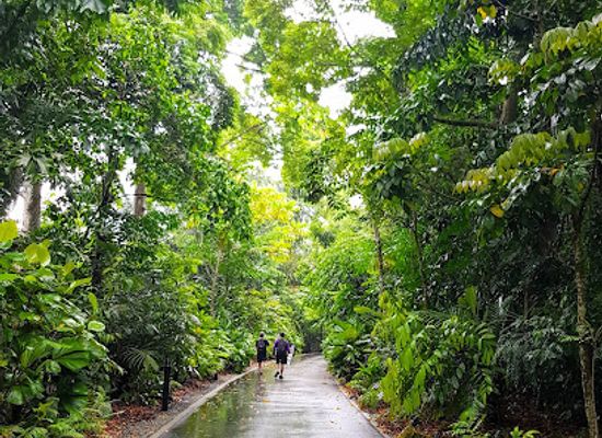 singapore/holland-village/attraction/learning-forest