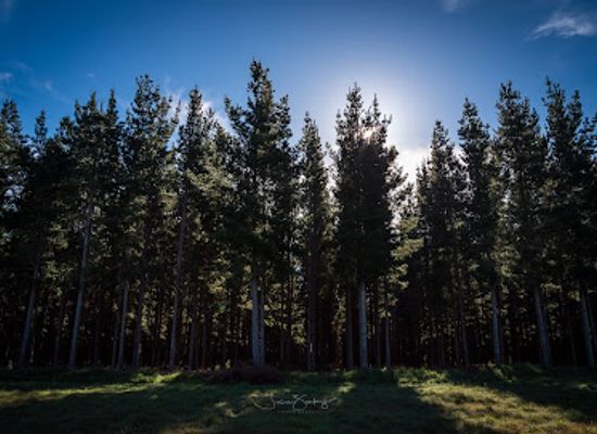australia/limestone-coast/attraction/myora-forest-reserve