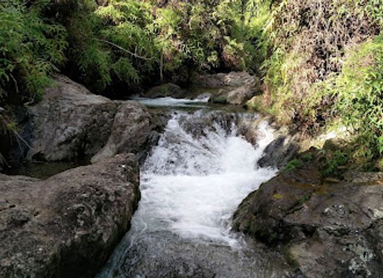 dominican-republic/jarabacoa/attraction/reserva-cientifica-ebano-verde