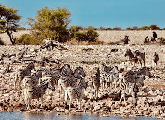 namibia/etosha-national-park/attraction/okaukuejo-etosha