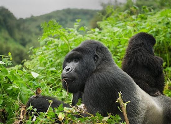 uganda/bwindi-impenetrable-national-park/attraction/safari-for-all