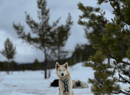 norway/rondane-national-park/attraction/heidal-husky