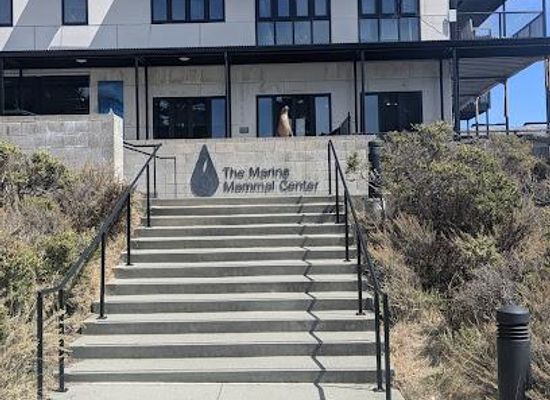 california/san-mateo/attraction/the-marine-mammal-center