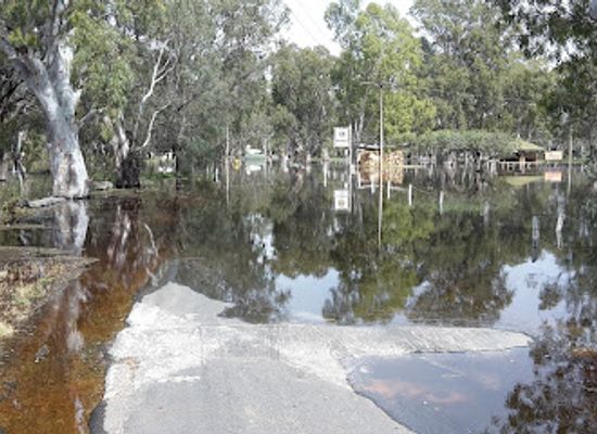 australia/riverland/attraction/tree-of-knowledge