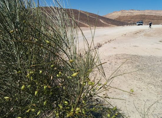 israel/negev-desert/attraction/ramon-reserve
