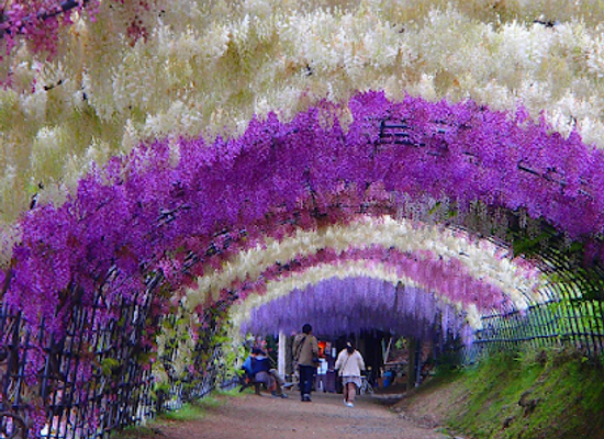 japan/kawachi/attraction/kawachi-fuji-park