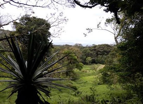 costa-rica/monteverde-cloud-forest/attraction/reserva-curi-cancha