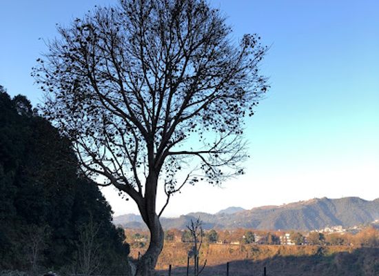 nepal/narayani-zone/attraction/banyan-resting-chautari