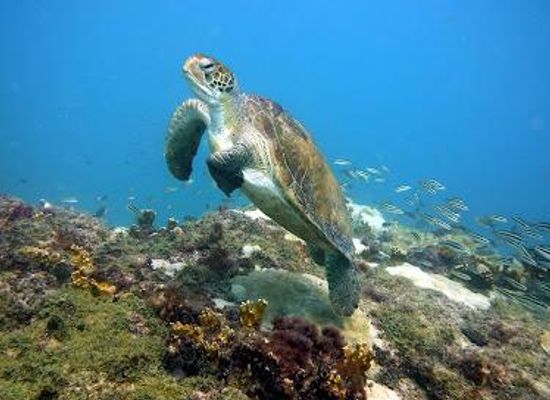 cabo-verde/santa-maria/attraction/cabo-verde-diving-aquarium
