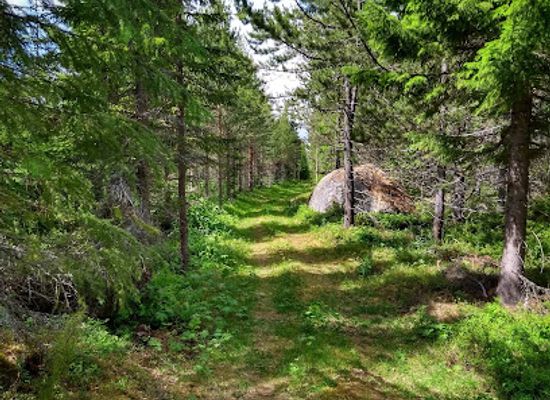 sweden/jamtland/attraction/finnfors
