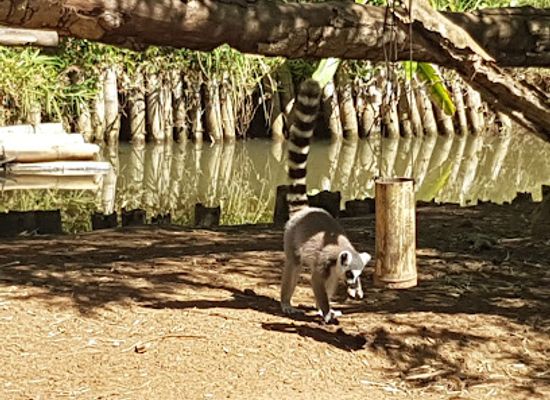 madagascar/betsiboka/attraction/lemuria-land