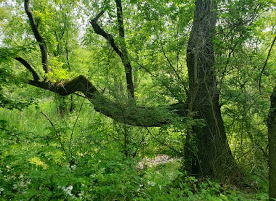 maryland/towson/attraction/lake-roland-park-blue-trailhead