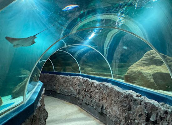 germany/north-frisia/attraction/sylt-aquarium