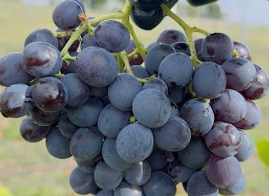 australia/canberra/attraction/jeir-creek-wines