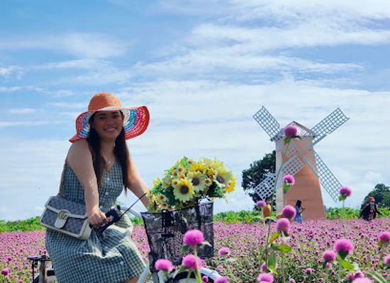 philippines/western-visayas/attraction/sunflower-farm