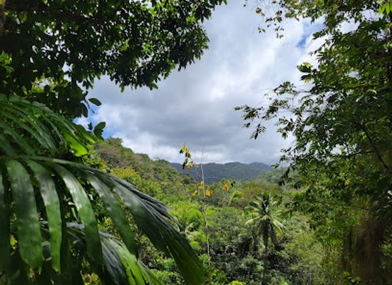 saint-lucia/malgretoute/attraction/treetop-adventure-park