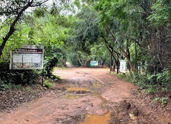 cameroon/mamfe/attraction/achimota-forest