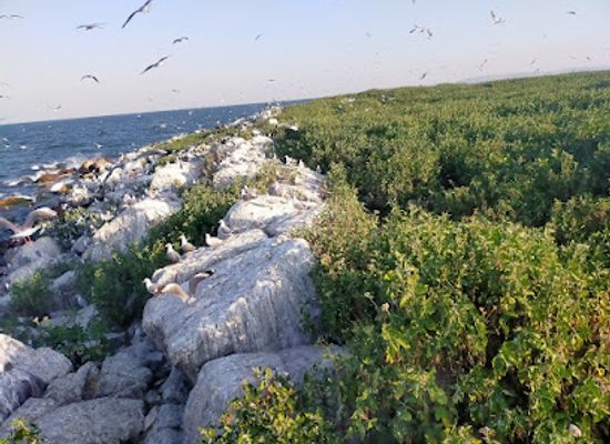 uganda/central-region/attraction/musambwa-island