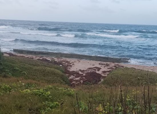 barbados/west-coast/attraction/morgan-lewis-beach