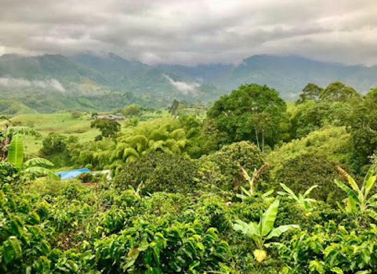 colombia/quindio-department/attraction/finca-el-jazmin