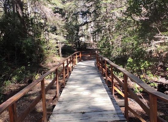 argentina/villa-la-angostura/attraction/area-natural-protegida-selva-triste