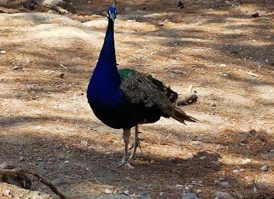 greece/kos/attraction/plaka-forest