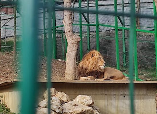albania/toskeria/attraction/parku-zoologjik-i-tiranes