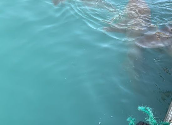 maldives/ari-atoll/attraction/shark-feeding-point