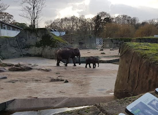 germany/cologne/nippes/attraction/elephant-house-in-cologne-zoological-garden