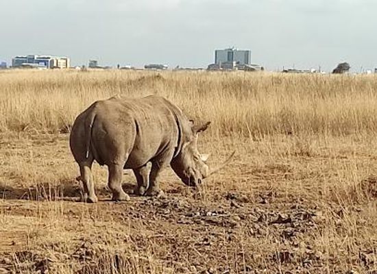 kenya/nairobi/attraction/nairobi-national-park