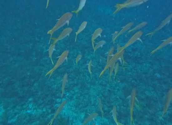 belize/san-pedro/attraction/tuffy-canyons
