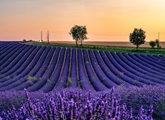 france/provence/attraction/champs-de-lavande