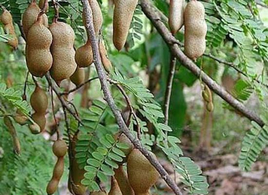 haiti/lac-azuei/attraction/foire-de-la-production-local