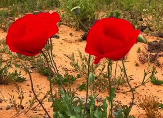 jordan/ajloun-highlands/attraction/mzr-dly-qwqzh