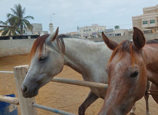oman/salalah-coastal-plain/attraction/marbat-salalah