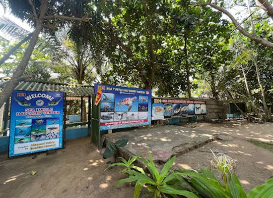 sri-lanka/galle-district/attraction/sea-turtle-hatchery-centre-mahamodara