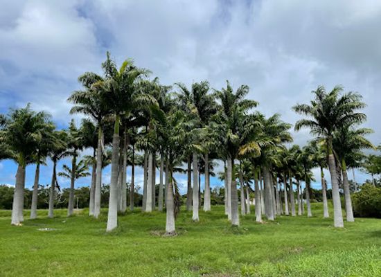 new-caledonia/moindou/attraction/palmeraie-de-moindou