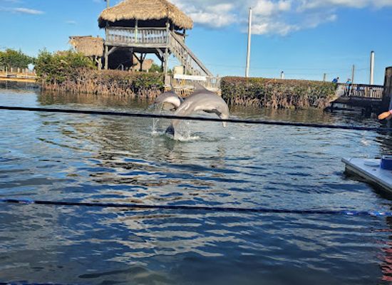 florida/marathon-key/attraction/dolphin-research-center