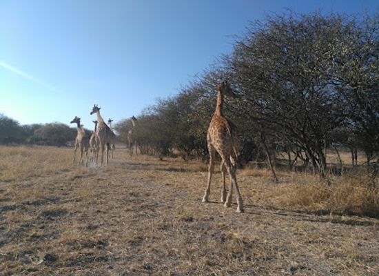 botswana/makgadikgadi-pans-national-park/attraction/orapa-game-park