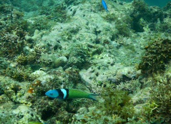 grenada/saint-david/attraction/moliniere-point