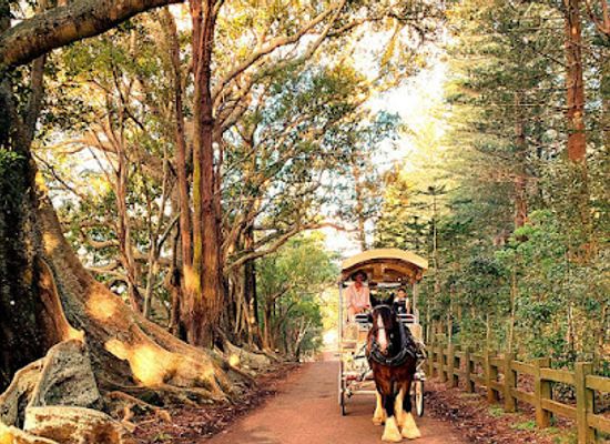 norfolk-island/point-hunter/attraction/tea-shire-drive