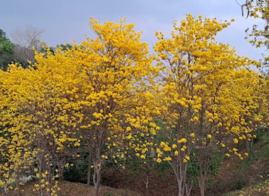thailand/northern-thailand/attraction/doi-pha-mueang-wildlife-sanctuary