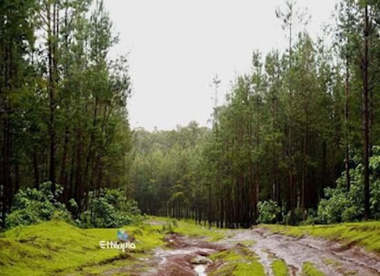 ethiopia/sidama-region/attraction/mandara-ikoo-tuurizimii-leeppis-lephis-eco-tourism-village