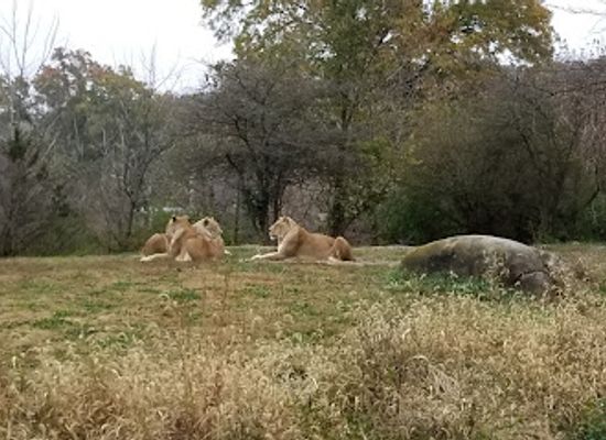 missouri/independence/attraction/kansas-city-zoo-aquarium