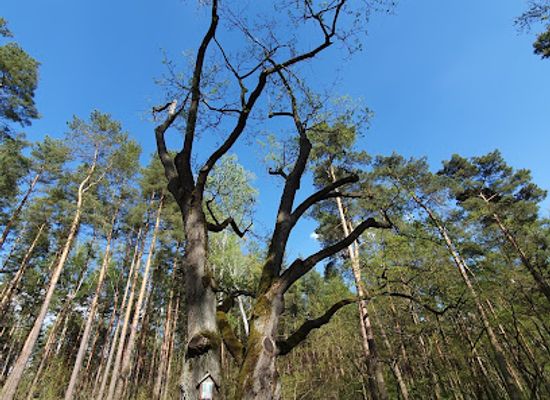 poland/kampinos-national-park/attraction/stary-dab-z-obrazem-sw-teresy