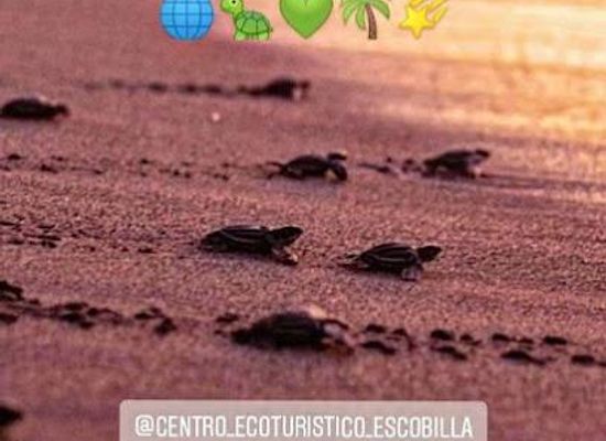 mexico/puerto-escondido/attraction/centro-ecoturistico-escobilla-en-la-playa-escobilla