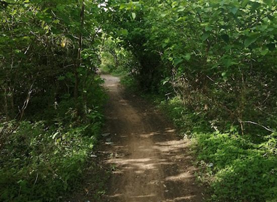 the-gambia/jokadu/attraction/nyambai-forest-park